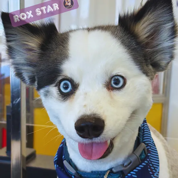 Rox Star: blue-eyed Pomsky in a plaid bandana at K9 Rox Club